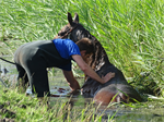 Prio 2 Dier te Water Paard Dykhuzen Gerkesklooster